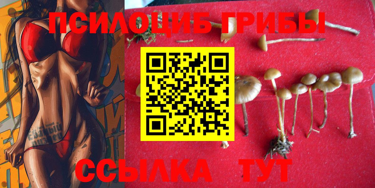Псилоцибиновые грибы Psilocybe Волоколамск